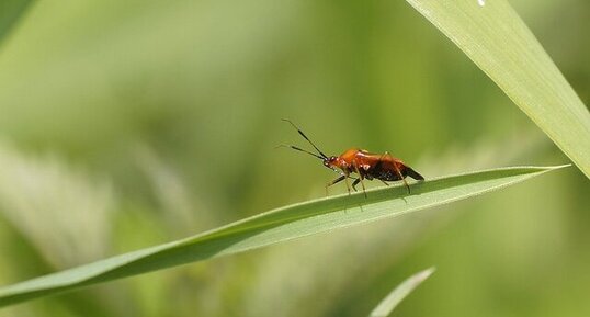 Draeocoris ruber - sous réserve