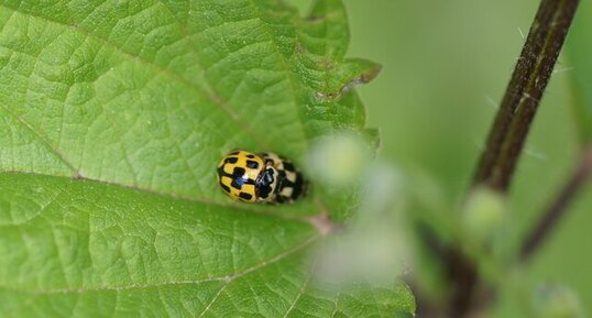 Propylea quatuordecimpunctata