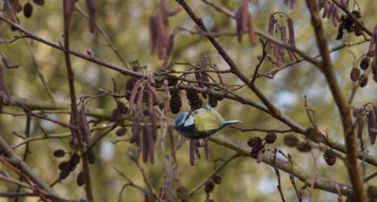 Mésange bleue dans un Aulne glutineux