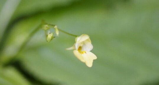 Fleur d'Impatiente sp