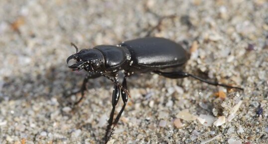 Broscus cephalotes (Linnaeus, 1758)