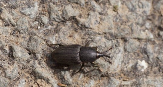 Sphenophorus striatopunctatus - sous réserve