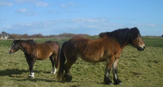 Cheval postier breton