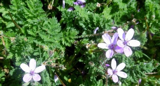 Erodium cicutarium (bec de grue à feuilles de cigüe)