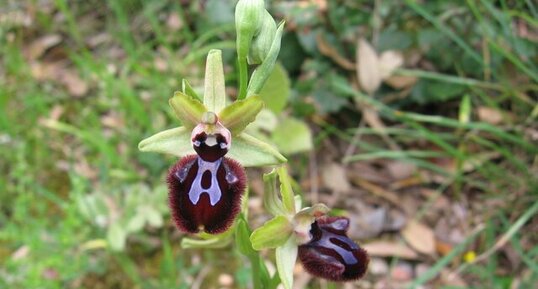 Ophrys araignée