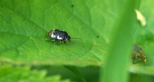 Tritomegas bicolor - sous réserve