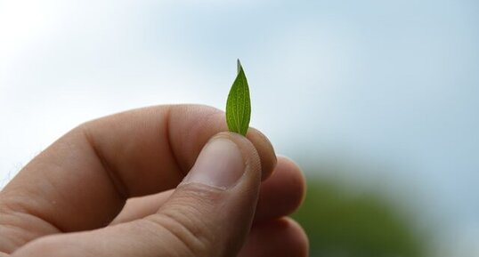 Mille ouvertures dans la feuille du milleperthuis