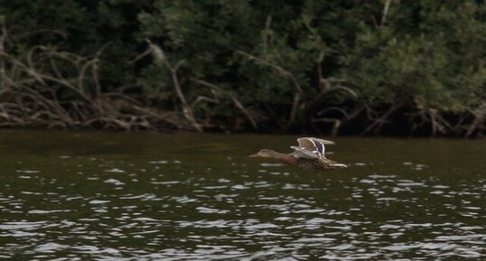 Canard pilet femelle