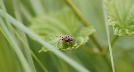 Cantharis