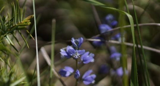 Polygala sp.