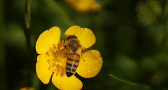 Abeille domestique