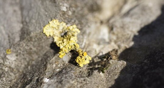 Lichen