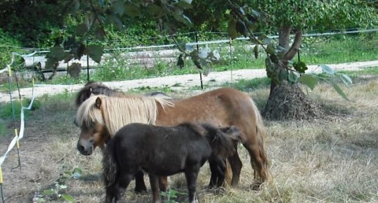 La tétée du petit du poney