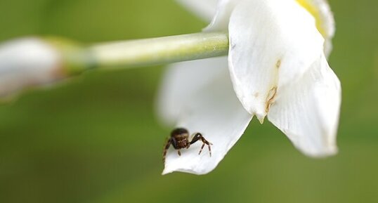 Face à face avec l'araignée crabe