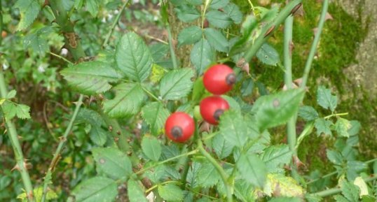 Fruits de l'églantier