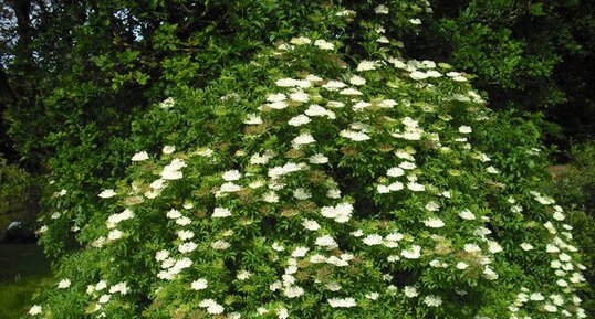 Sureau en fleur