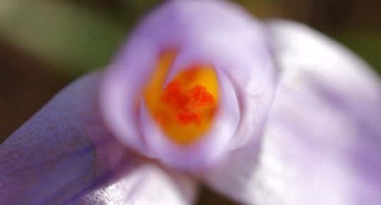 Crocus bigarré