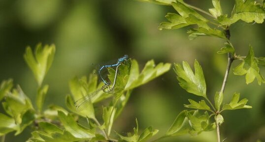 Coeur copulatoire d'Agrions jouvencelles