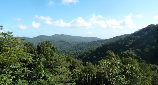 Vue générale sur la végétation