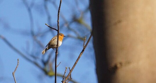 Rouge-gorge familier