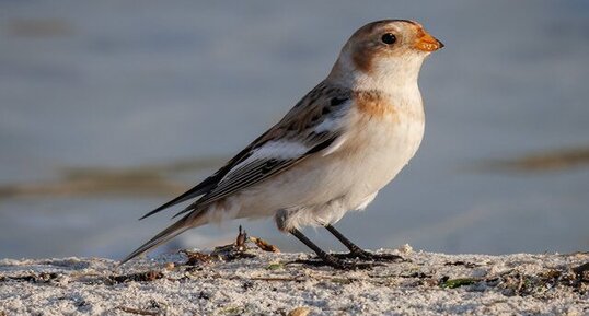 Bruant des neiges / Plectrophane des neiges / Plectrophenax nivalis