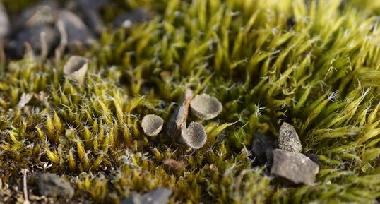 Cladonia sp.