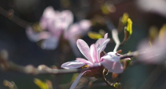 Fleur de magnolia