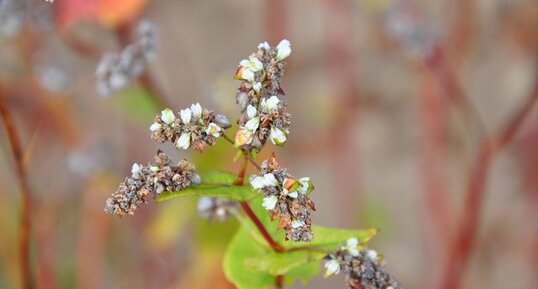 Sarrazin avec fleurs et grains