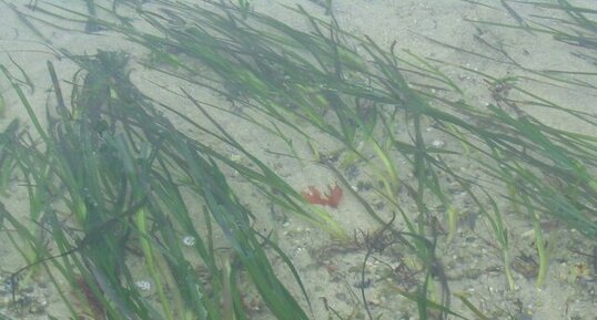 Zostere marine (Zostera marina)