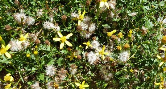 Bidens ferulaefolia