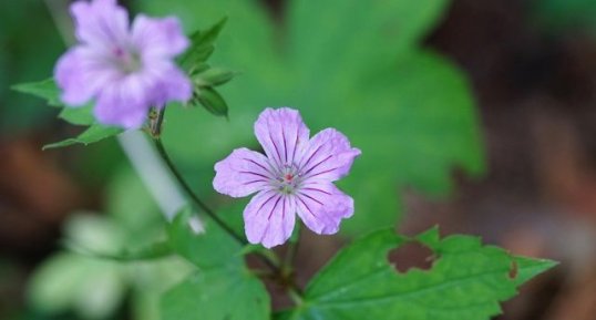 Géranium noueux