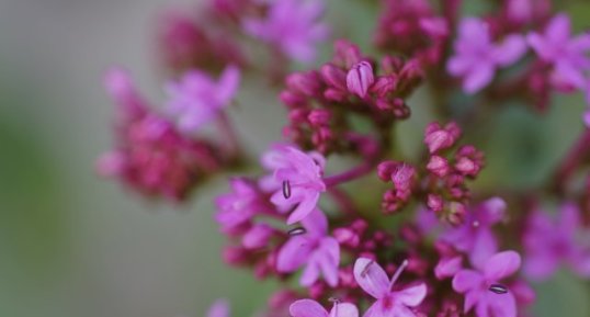 Fleurs de valériane