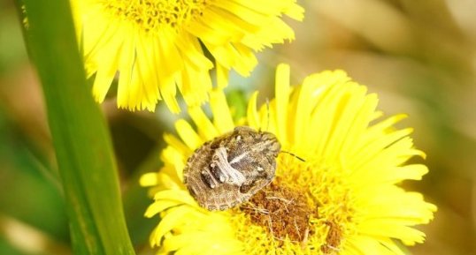 Dolycoris baccarum juvénile ???