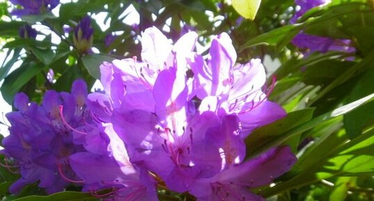 Rhododendron ponticum