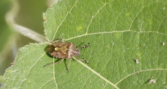 Carpocoris sp. ?