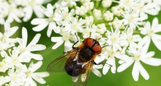 Alophore hémiptère - variante