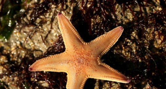 Astropecten irregularis