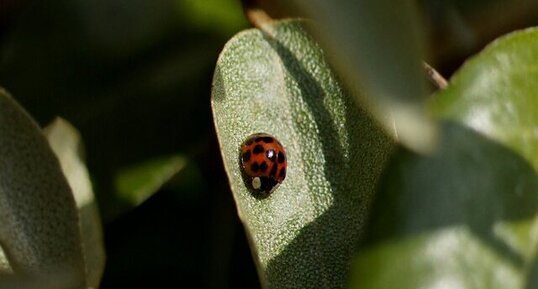 Harmonia axyridis - sous réserve