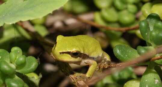 Hyla arborea