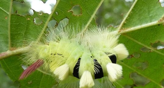 Elkneria pudibunda