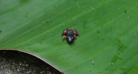 Grenouille