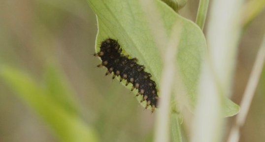 Chenille de la Diane