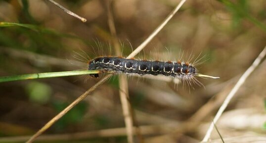 Chenille du Bombyx laineux