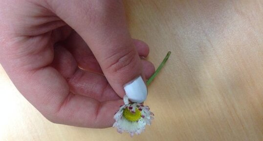 Pâquerette,Bellis perenis