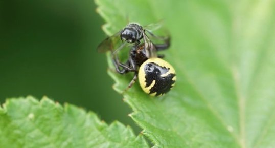 Synema globosum - Araignée Napoléon