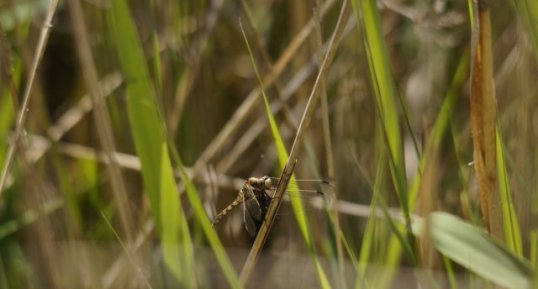 Orthetrum à stylets blancs femelle