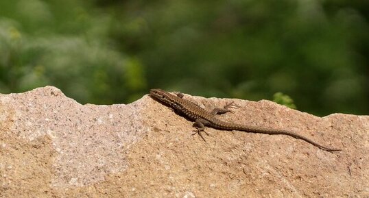 Lézard sp.