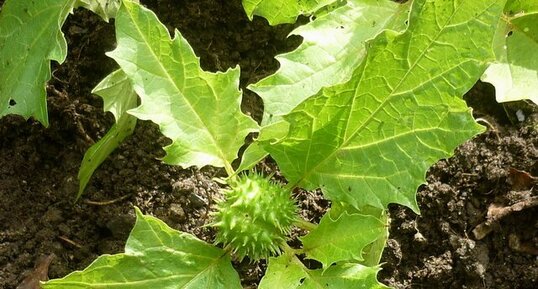 Datura