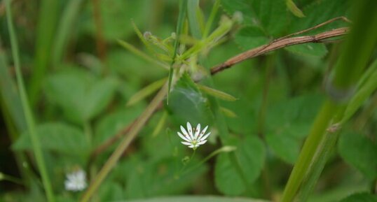 Stellaire graminée