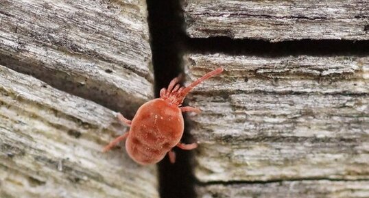 Trombidion soyeux